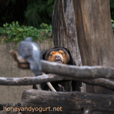 上野動物園 マレーグマ キョウコ