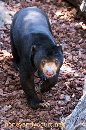 上野動物園 マレーグマ アズマ