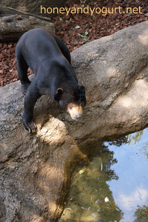 上野動物園 マレーグマ アズマ