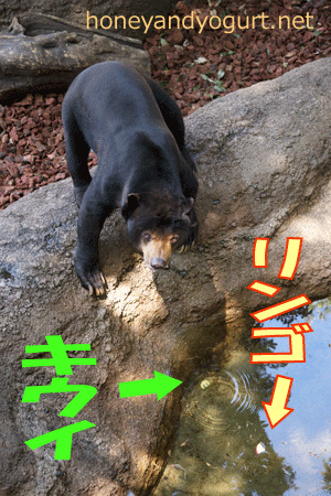 上野動物園 マレーグマ アズマ