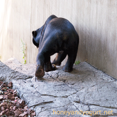 上野動物園 マレーグマ アズマ