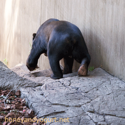 上野動物園 マレーグマ アズマ