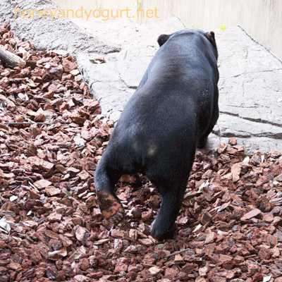 上野動物園 マレーグマ アズマ