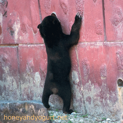 東山動物園 マレーグマ マーチン