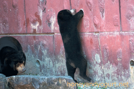 東山動物園 マレーグマ マー子 マーチン