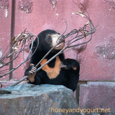 東山動物園 マレーグマ マーチン