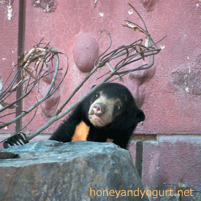 東山動物園 マレーグマ マーチン