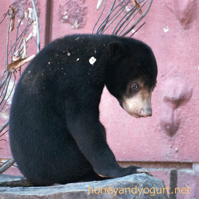 東山動物園 マレーグマ マーチン