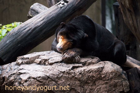 上野動物園　マレーグマ　キョウコ
