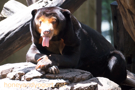 上野動物園　マレーグマ　キョウコ