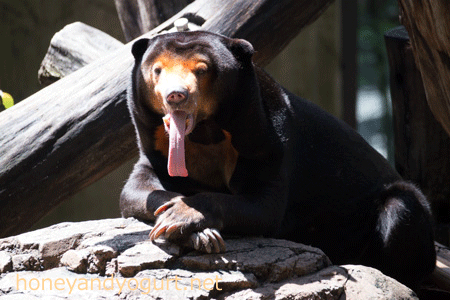上野動物園　マレーグマ　キョウコ