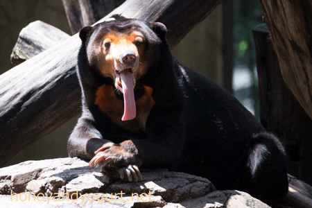 上野動物園　マレーグマ　キョウコ