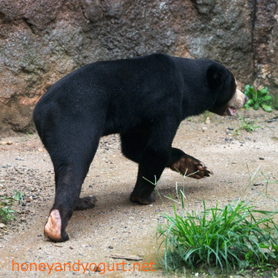 平川動物公園 マレーグマ ハニイ