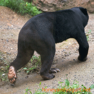 平川動物公園 マレーグマ ハニイ