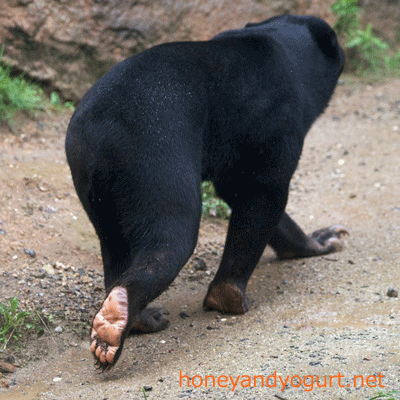 平川動物公園 マレーグマ ハニイ