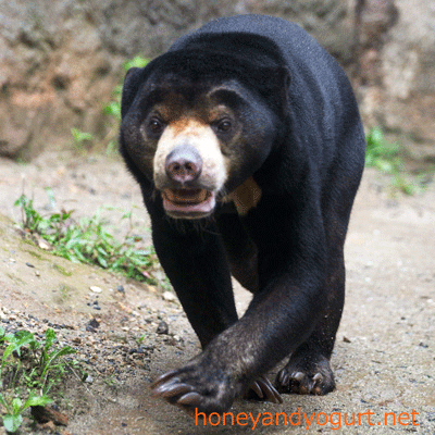 平川動物公園 マレーグマ ハニイ