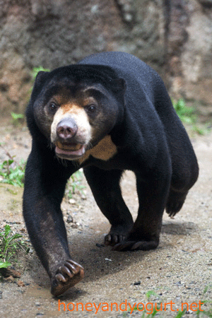 平川動物公園 マレーグマ ハニイ