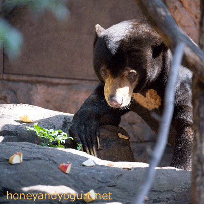 上野動物園　マレーグマ　アズマ