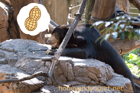 上野動物園　マレーグマ　アズマ