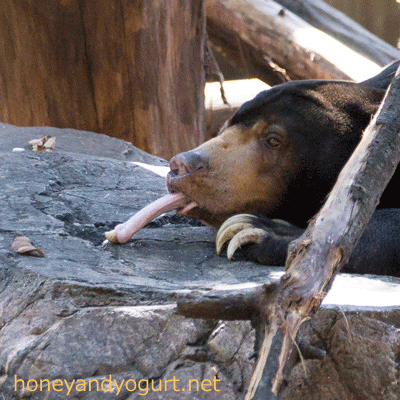 上野動物園　マレーグマ　アズマ