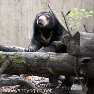 上野動物園　マレーグマ　モモコ