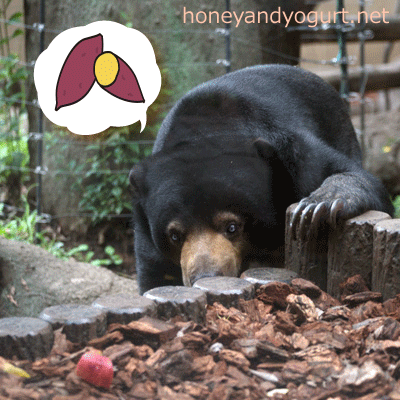 上野動物園　マレーグマ　モモコ