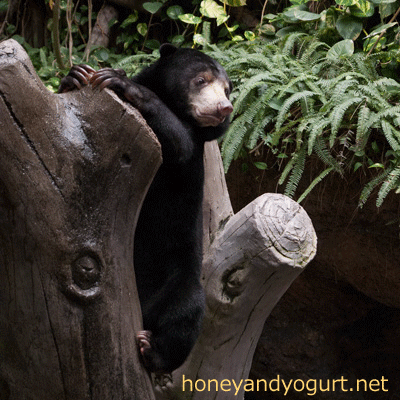 マレーグマ　ハニイ