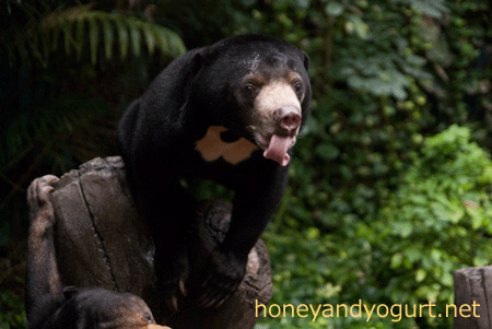 マレーグマ　ハニイ