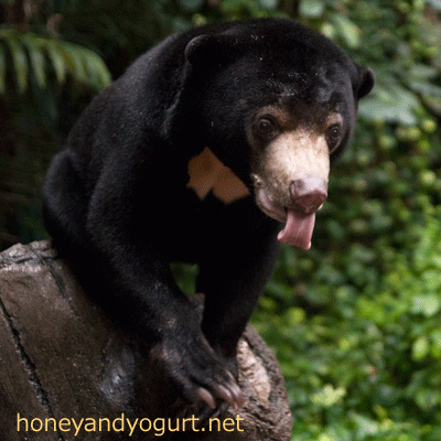 マレーグマ　ハニイ