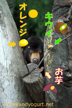 上野動物園 マレーグマ アズマ