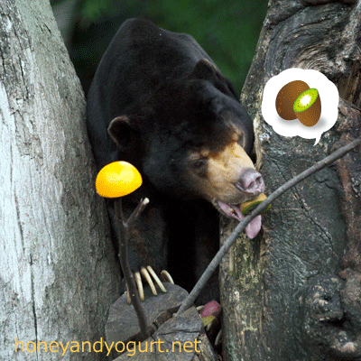 上野動物園 マレーグマ アズマ