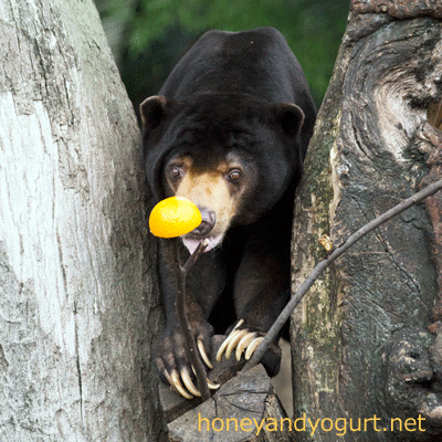 上野動物園 マレーグマ アズマ