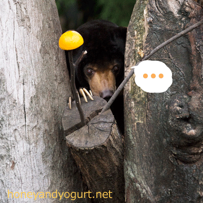 上野動物園 マレーグマ アズマ