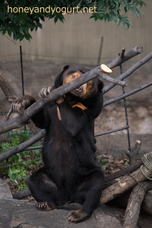 上野動物園　マレーグマ　キョウコ
