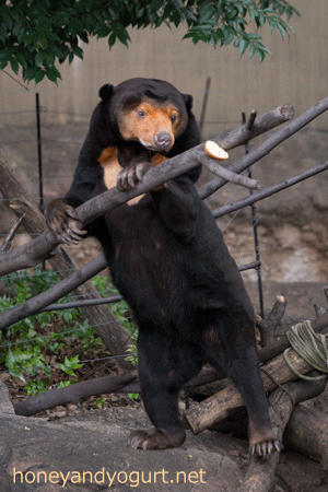 上野動物園　マレーグマ　キョウコ