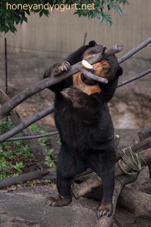 上野動物園　マレーグマ　キョウコ