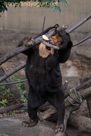 上野動物園　マレーグマ　キョウコ