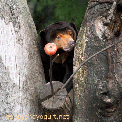 上野動物園　マレーグマ　キョウコ