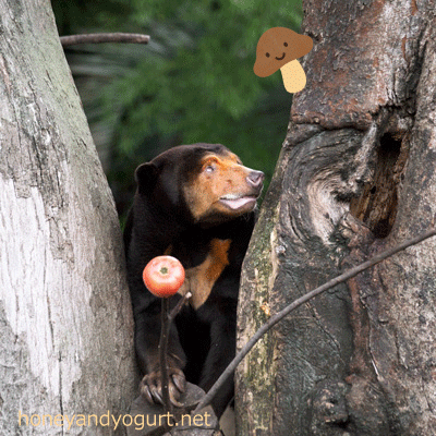 上野動物園　マレーグマ　キョウコ