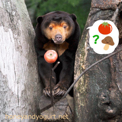 上野動物園　マレーグマ　キョウコ