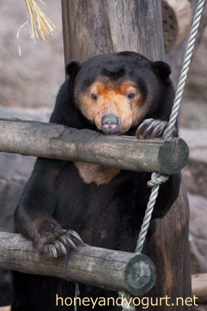 上野動物園　マレーグマ　キョウコ