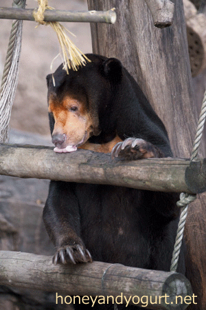 上野動物園　マレーグマ　キョウコ