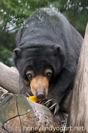 上野動物園　マレーグマ　モモコ