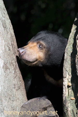 上野動物園　マレーグマ　モモコ