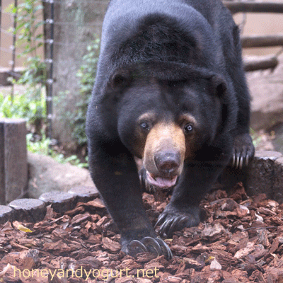 上野動物園　マレーグマ　モモコ
