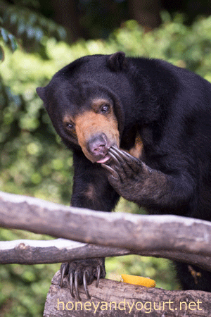 上野動物園　マレーグマ　モモコ