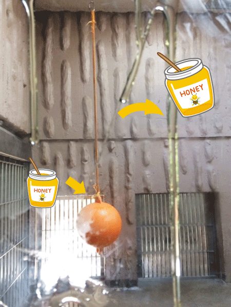 東山動物園 マレーグマ舎