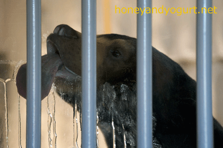 東山動物園 マレーグマ マーチン