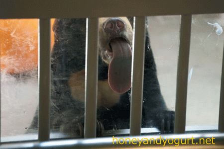 東山動物園 マレーグマ マーチン