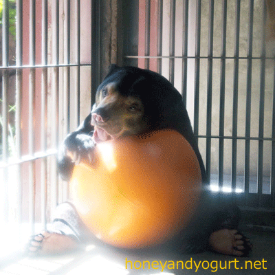 東山動物園 マレーグマ マーチン